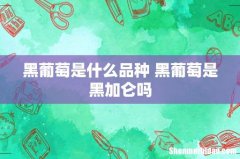 黑葡萄是什么品种 黑葡萄是黑加仑吗