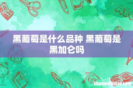 黑葡萄是什么品种 黑葡萄是黑加仑吗