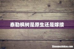 泰勒枫树是原生还是嫁接