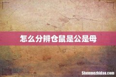 怎么分辨仓鼠是公是母