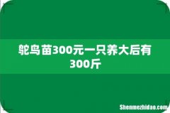 鸵鸟苗300元一只养大后有300斤