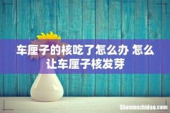车厘子的核吃了怎么办 怎么让车厘子核发芽
