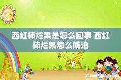 西红柿烂果是怎么回事 西红柿烂果怎么防治