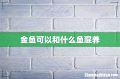 金鱼可以和什么鱼混养