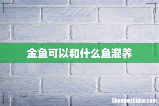 金鱼可以和什么鱼混养