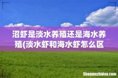 淡水虾和海水虾怎么区分 沼虾是淡水养殖还是海水养殖