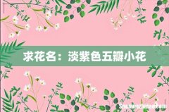 求花名：淡紫色五瓣小花