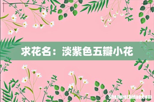求花名:淡紫色五瓣小花