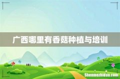 广西哪里有香菇种植与培训