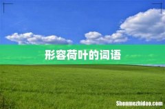 形容荷叶的词语