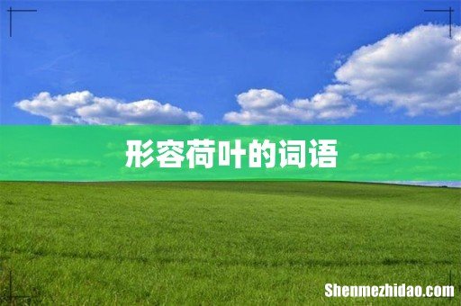 形容荷叶的词语