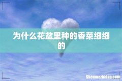为什么花盆里种的香菜细细的