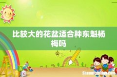 比较大的花盆适合种东魁杨梅吗