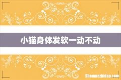 小猫身体发软一动不动