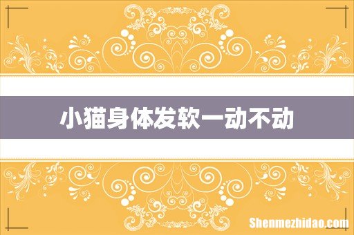 小猫身体发软一动不动