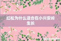 红松为什么适合在小兴安岭生长
