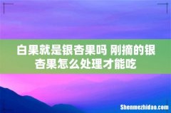白果就是银杏果吗 刚摘的银杏果怎么处理才能吃