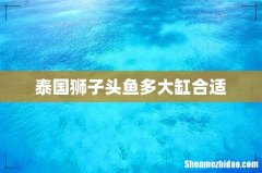 泰国狮子头鱼多大缸合适