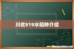 川优919水稻种介绍