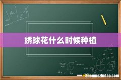 绣球花什么时候种植