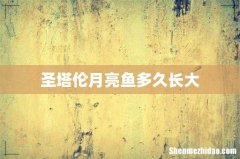圣塔伦月亮鱼多久长大