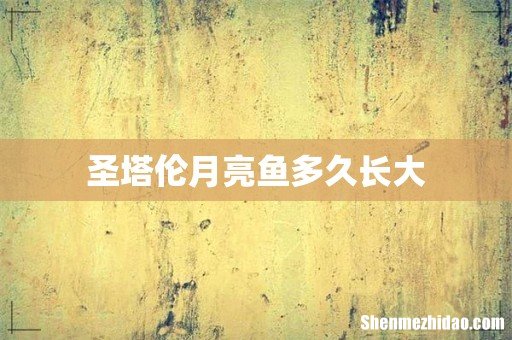 圣塔伦月亮鱼多久长大