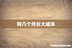 狗几个月长大成年
