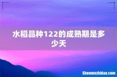 水稻品种122的成熟期是多少天