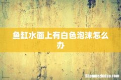 鱼缸水面上有白色泡沫怎么办