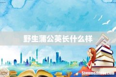 野生蒲公英长什么样