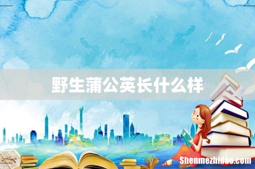 野生蒲公英长什么样