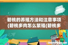 碧桃多肉怎么繁殖(碧桃多肉怎么养 碧桃的养殖方法和注意事项)