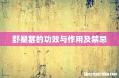 野桑葚的功效与作用及禁忌