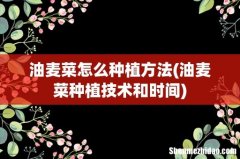油麦菜种植技术和时间 油麦菜怎么种植方法
