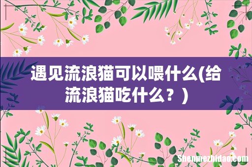 给流浪猫吃什么? 遇见流浪猫可以喂什么