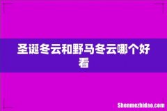圣诞冬云和野马冬云哪个好看