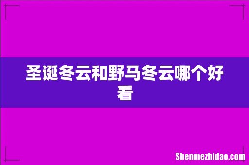圣诞冬云和野马冬云哪个好看