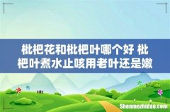 枇杷花和枇杷叶哪个好 枇杷叶煮水止咳用老叶还是嫩叶