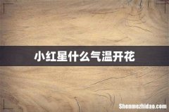 小红星什么气温开花