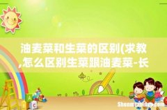 求教,怎么区别生菜跟油麦菜-长的真像啊…… 油麦菜和生菜的区别