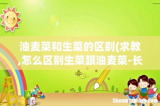 求教,怎么区别生菜跟油麦菜-长的真像啊…… 油麦菜和生菜的区别