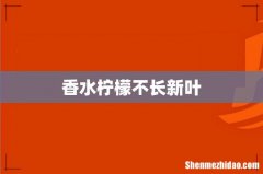 香水柠檬不长新叶