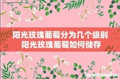 阳光玫瑰葡萄分为几个级别 阳光玫瑰葡萄如何储存