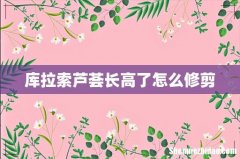 库拉索芦荟长高了怎么修剪