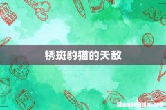 锈斑豹猫的天敌