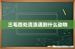 三毛四处流浪遇到什么动物
