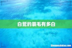 白鹭的蓑毛有多白