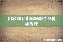 山农28和山农36哪个品种表现好