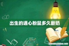 出生的通心粉鼠多久断奶
