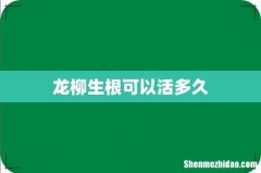龙柳生根可以活多久